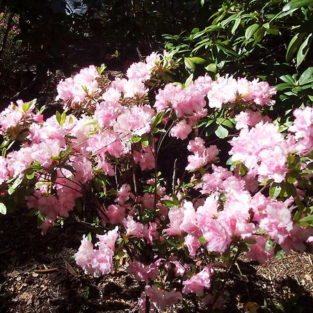 Kubba Roonga Guesthouse - Boutique Luxury Spa Retreat & Gardens - Blue Mountains Blackheath Luaran gambar