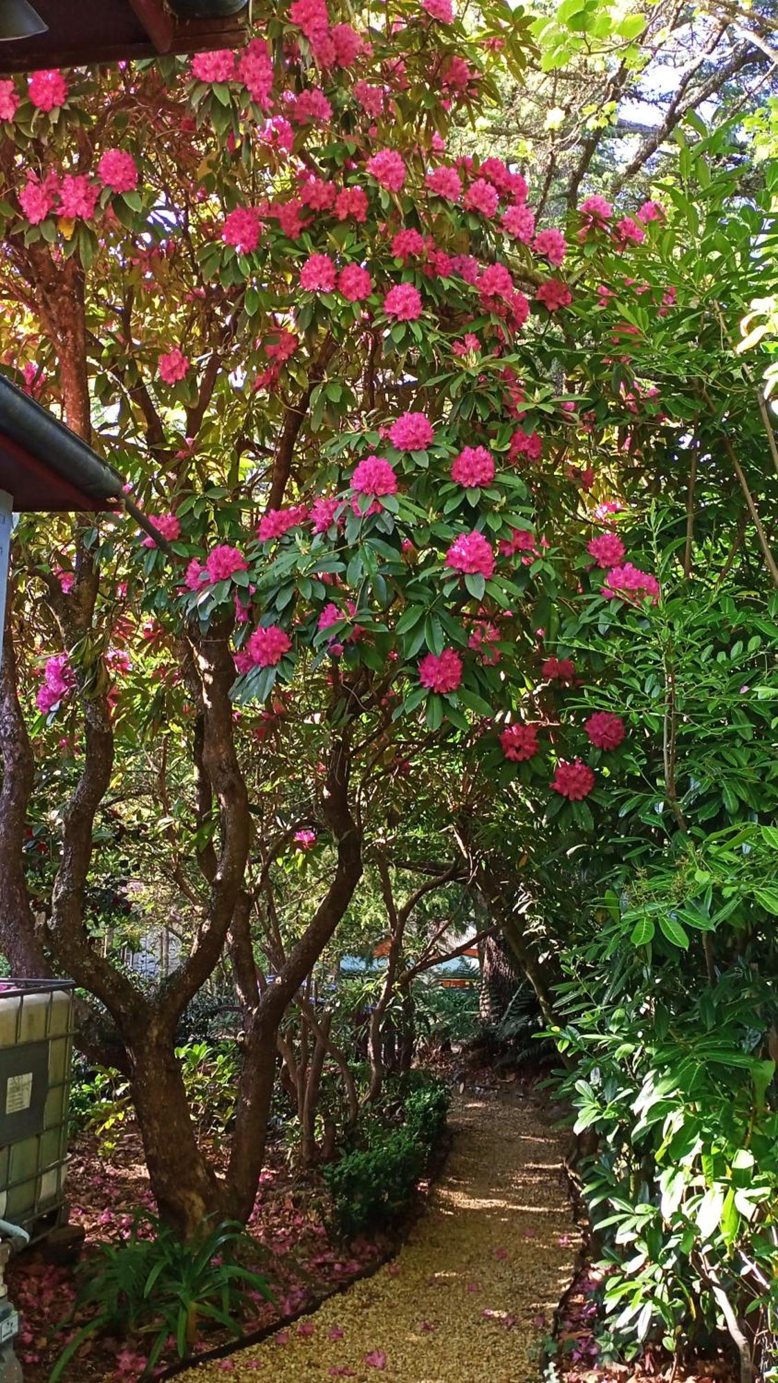 Kubba Roonga Guesthouse - Boutique Luxury Spa Retreat & Gardens - Blue Mountains Blackheath Luaran gambar