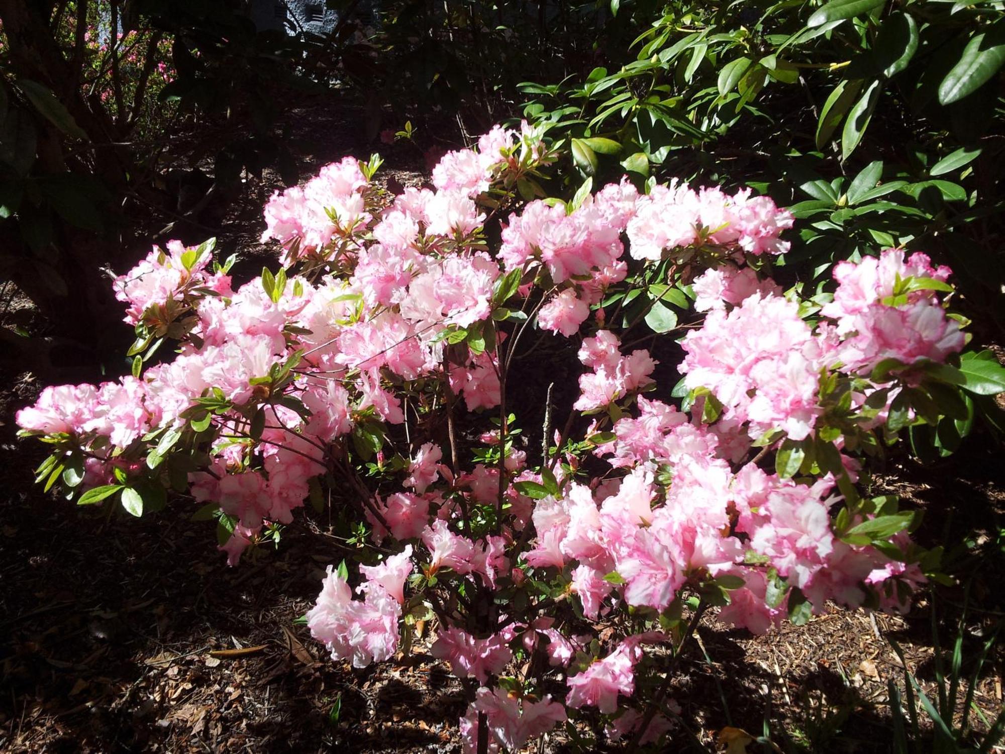 Kubba Roonga Guesthouse - Boutique Luxury Spa Retreat & Gardens - Blue Mountains Blackheath Luaran gambar