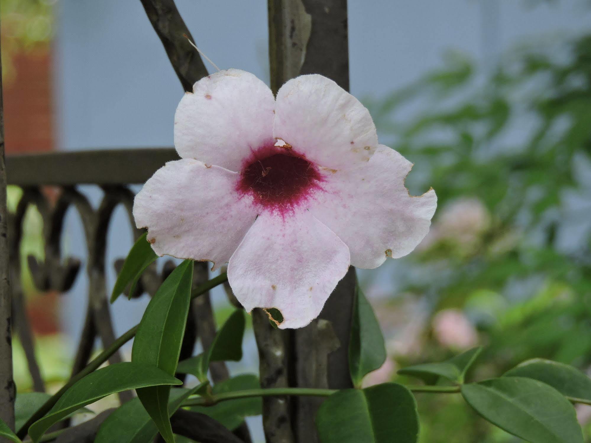Kubba Roonga Guesthouse - Boutique Luxury Spa Retreat & Gardens - Blue Mountains Blackheath Luaran gambar